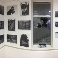 Кинологический центр Орлиное гнездо на проекте VetSpravka.ru Кинологический центр Орлиное гнездо на проекте VetSpravka.ru